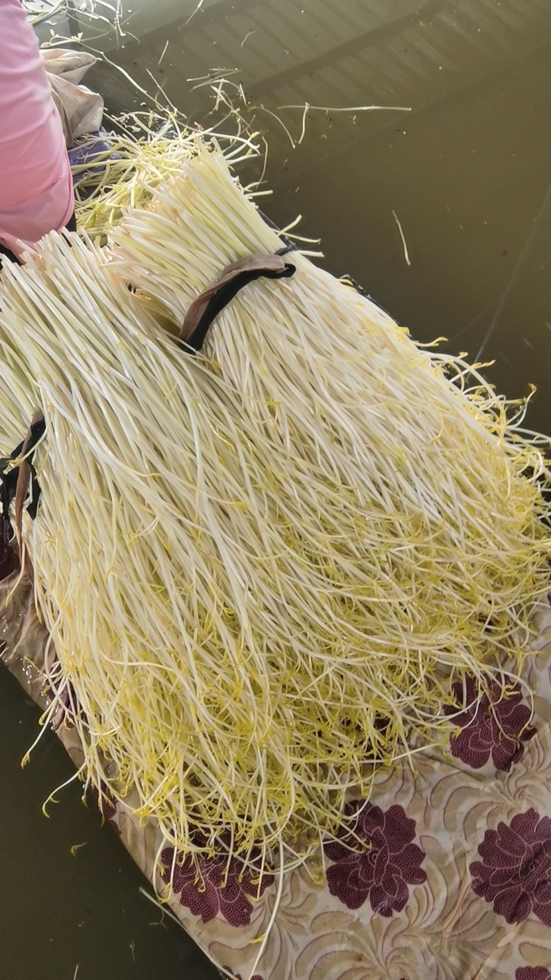 精品芹菜白芹质量保证，品种纯正，假一赔欢迎联系