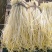 精品芹菜白芹质量保证，品种纯正，假一赔欢迎联系