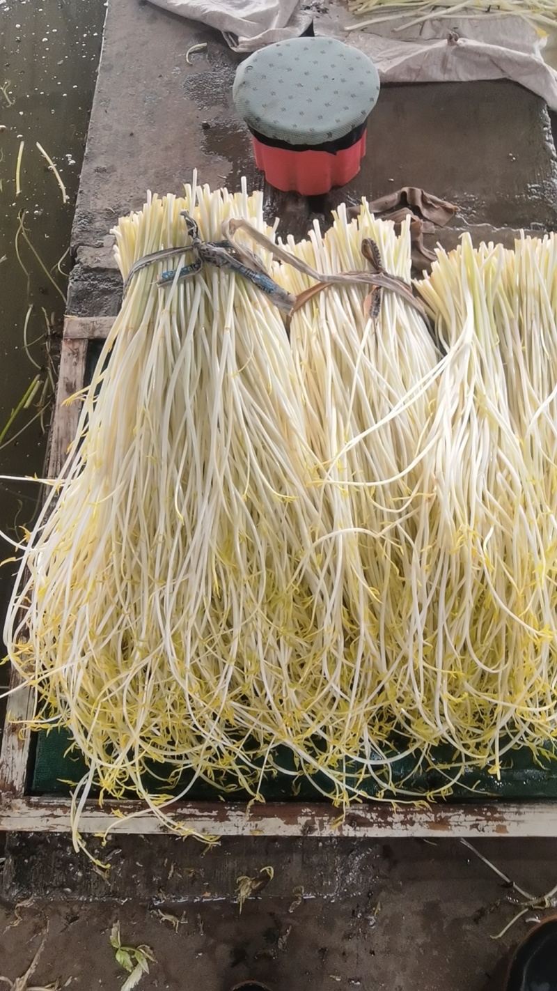 精品芹菜白芹质量保证，品种纯正，假一赔欢迎联系