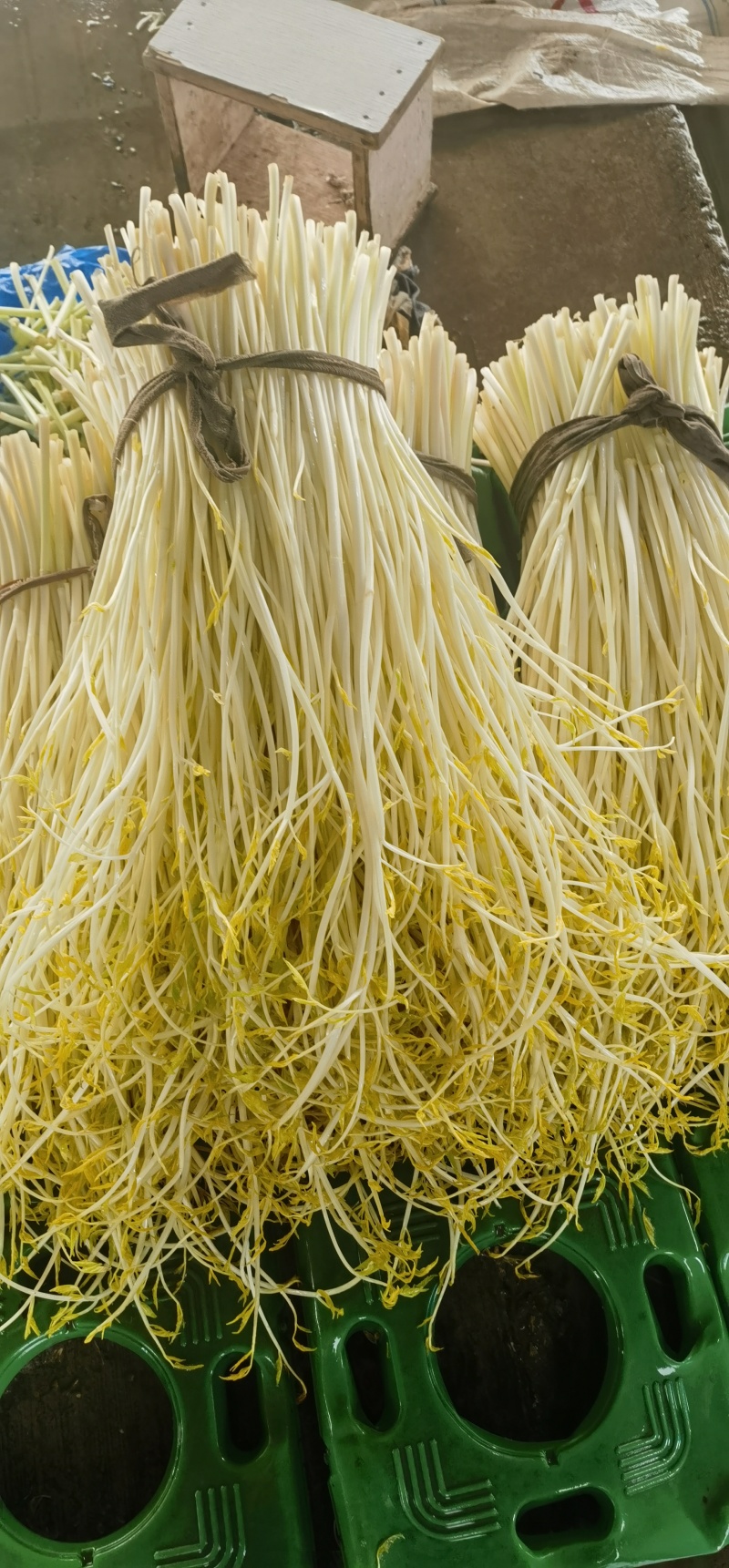 精品芹菜白芹质量保证，品种纯正，假一赔欢迎联系