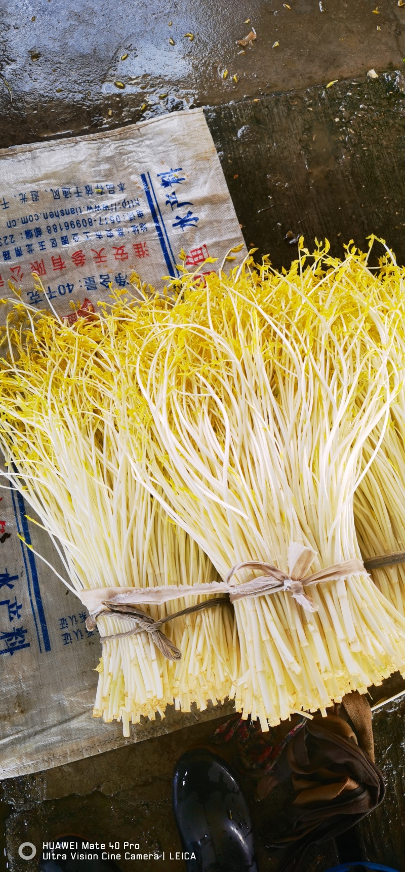 精品芹菜白芹质量保证，品种纯正，假一赔欢迎联系