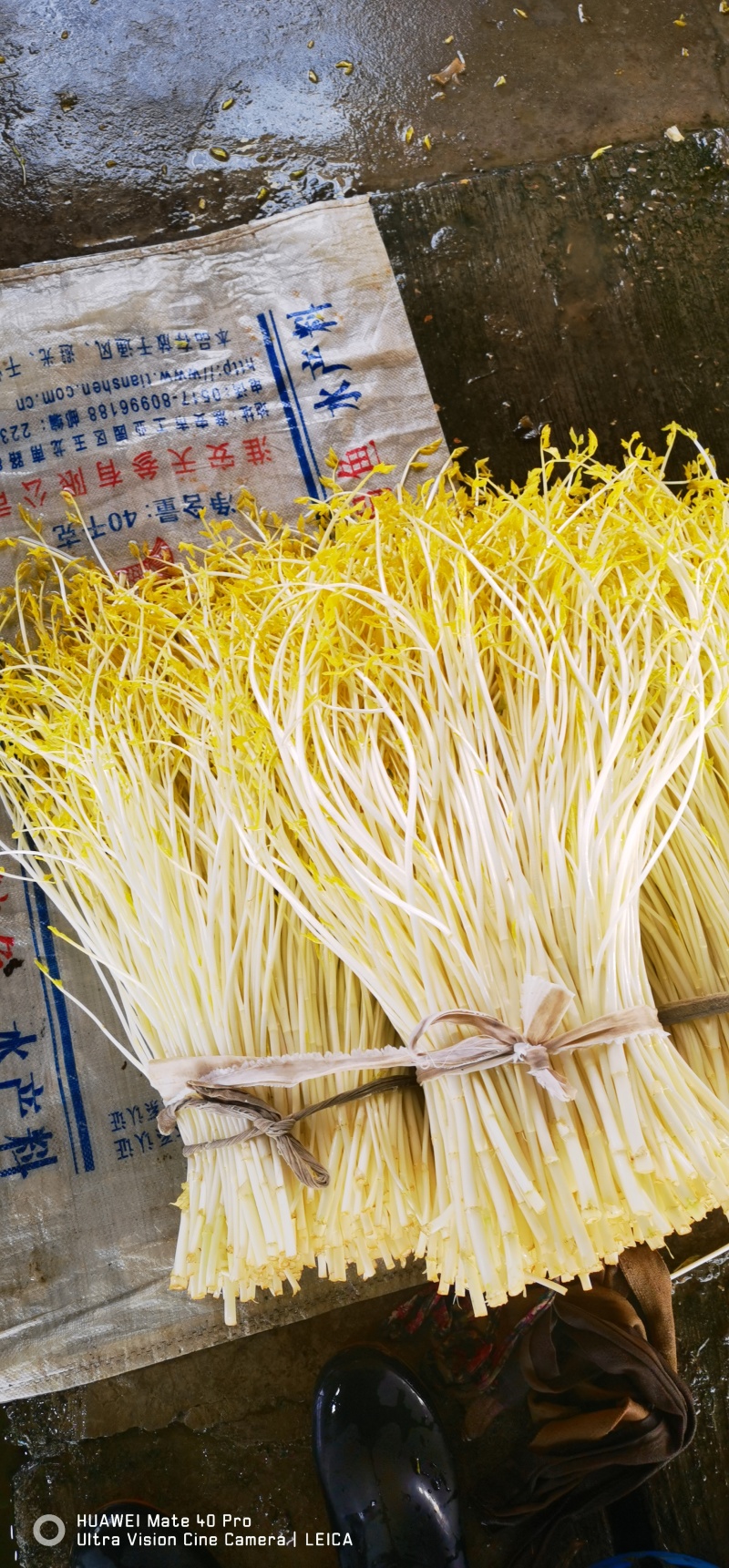 精品芹菜白芹质量保证，品种纯正，假一赔欢迎联系