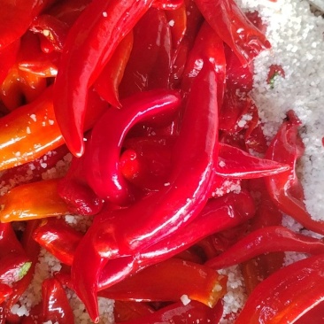 腌制泡椒腌制泡椒腌制泡椒