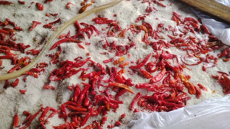 腌制泡椒腌制泡椒腌制泡椒