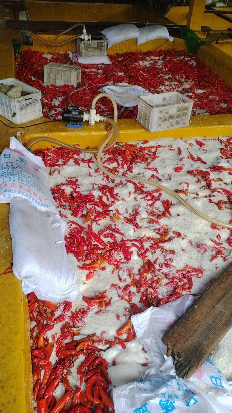 腌制泡椒腌制泡椒腌制泡椒