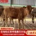 黄牛