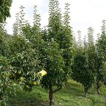 大理宾川蜂糖梨预售中秋节前可以大量供货