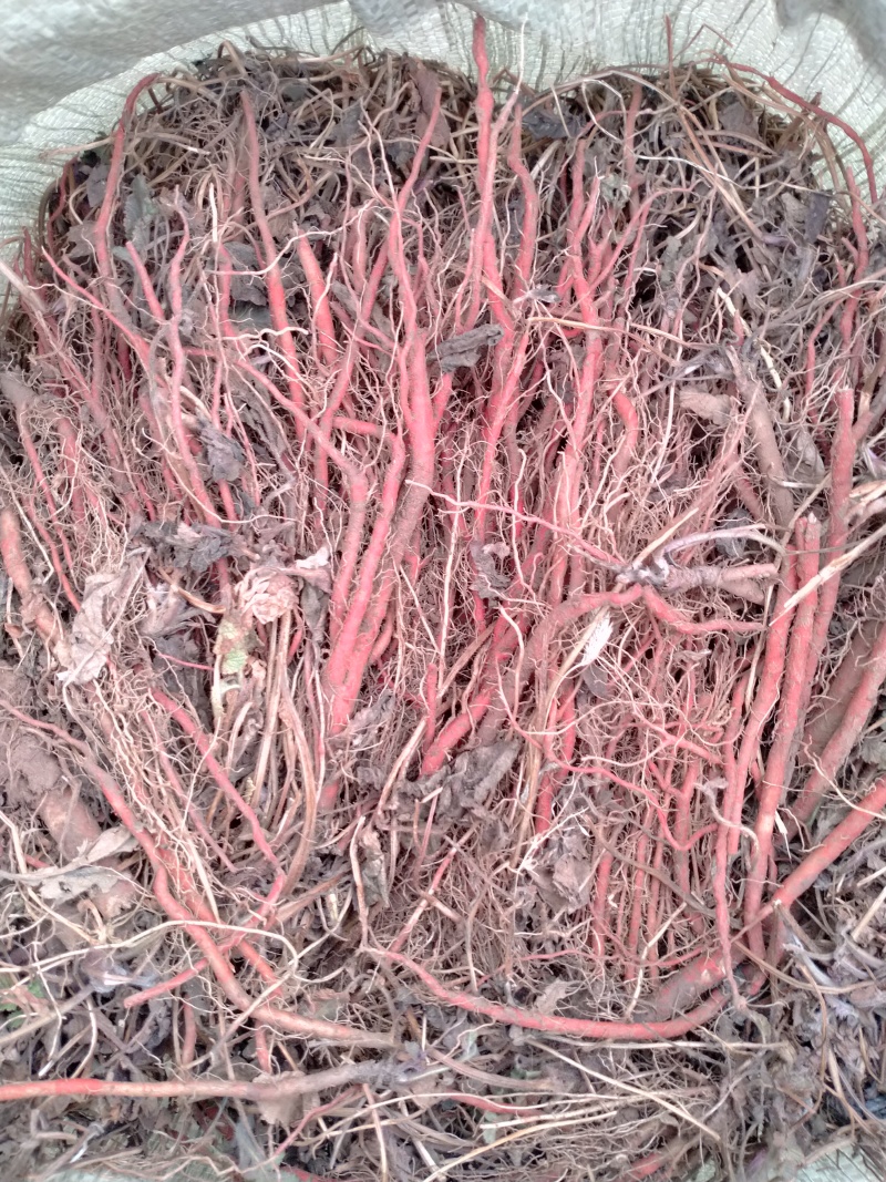 山东头茬丹参苗，质量保证价格美丽