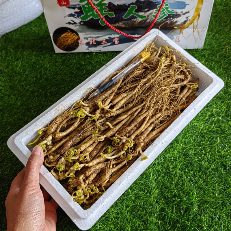 送鹿茸，长白山鲜人参苗100棵起批种植可以煲汤赠送礼盒
