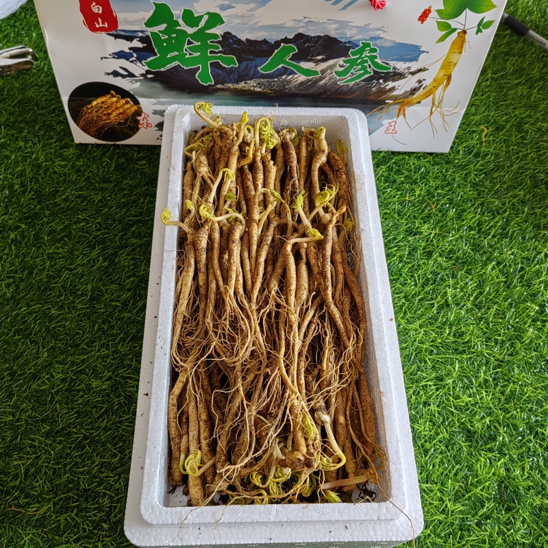 送鹿茸，长白山鲜人参苗100棵起批种植可以煲汤赠送礼盒