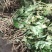 四川大通草大通草根根，自己育苗自己种植自己移栽