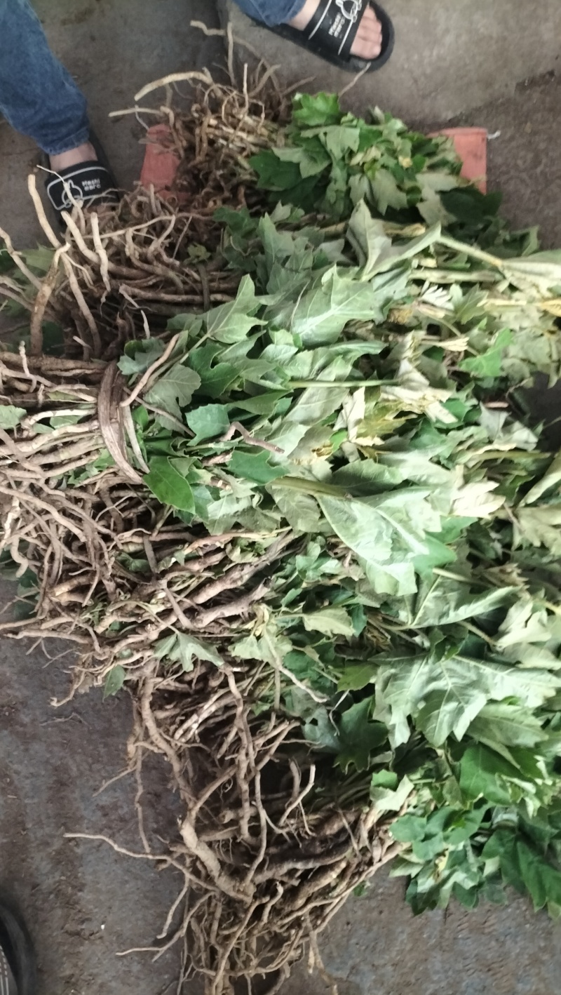 四川大通草大通草根根，自己育苗自己种植自己移栽