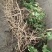 四川大通草大通草根根，自己育苗自己种植自己移栽