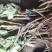 四川大通草大通草根根，自己育苗自己种植自己移栽