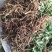 四川大通草大通草根根，自己育苗自己种植自己移栽