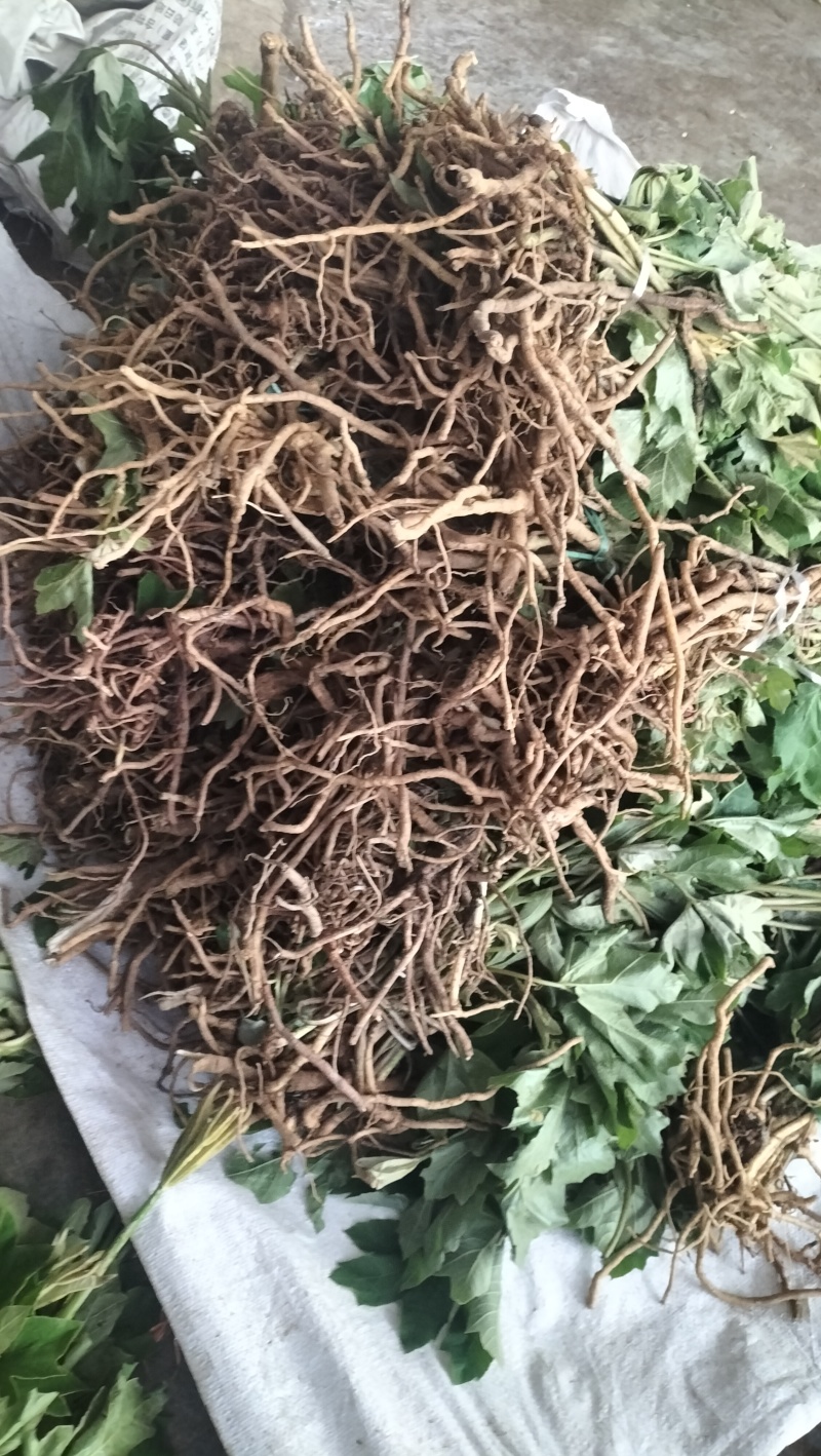 四川大通草大通草根根，自己育苗自己种植自己移栽