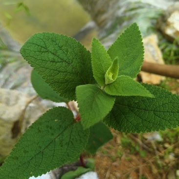 铁轴草又名：凤凰草（《贵州民间药物》），绣球防风、黄香