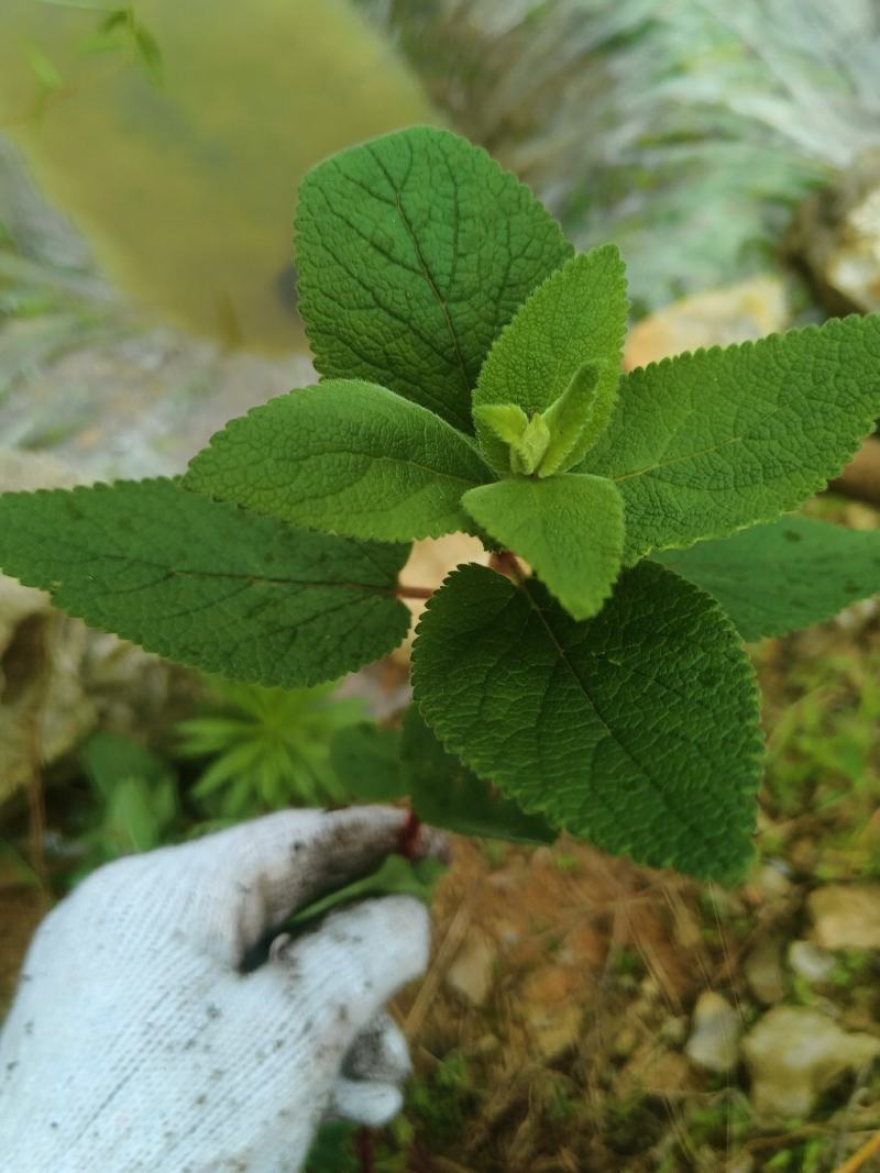 铁轴草又名：凤凰草（《贵州民间药物》），绣球防风、黄香