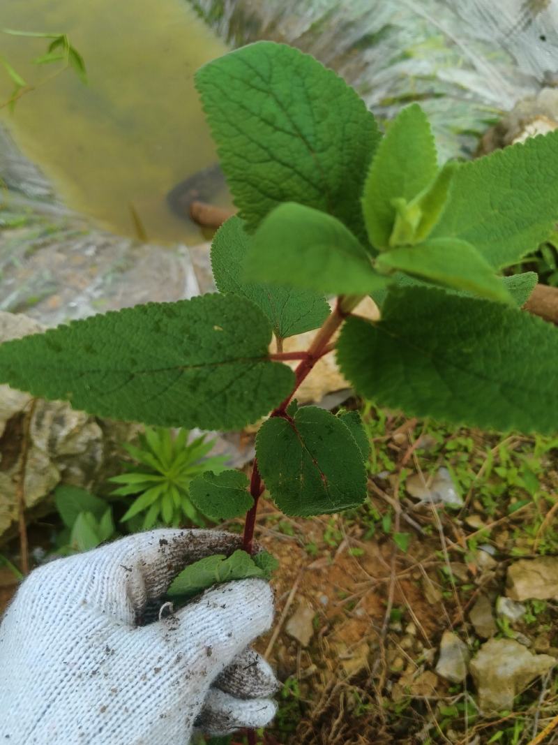 铁轴草又名：凤凰草（《贵州民间药物》），绣球防风、黄香