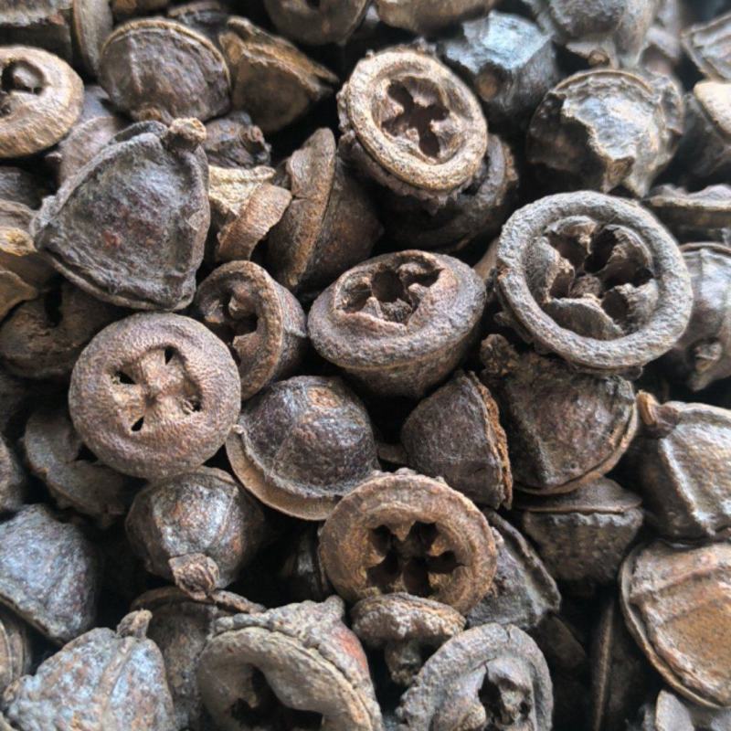 一口钟桉树果批发一口钟质量保证量大从优