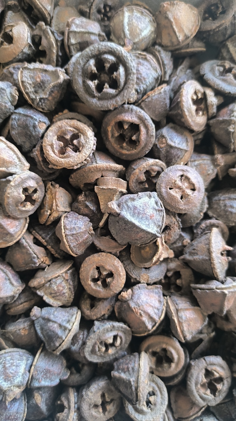 一口钟桉树果批发一口钟质量保证量大从优