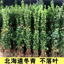 大叶北海道冬青黄杨树苗围墙篱笆植物四季常青庭院绿篱围栏万年青