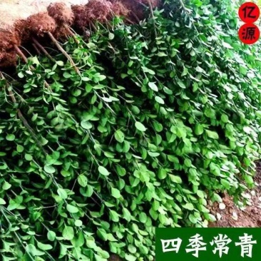 大叶北海道黄杨树苗围墙篱笆植物四季常青庭院绿篱围栏万