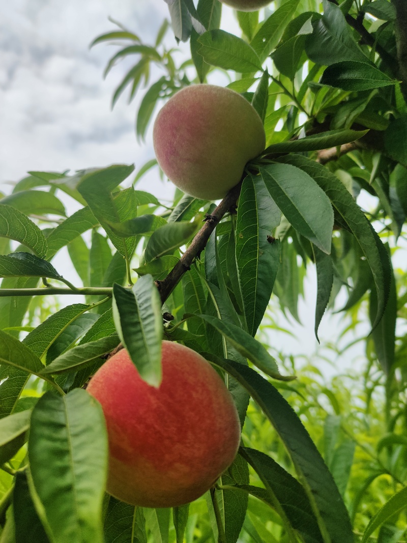 中红水蜜桃