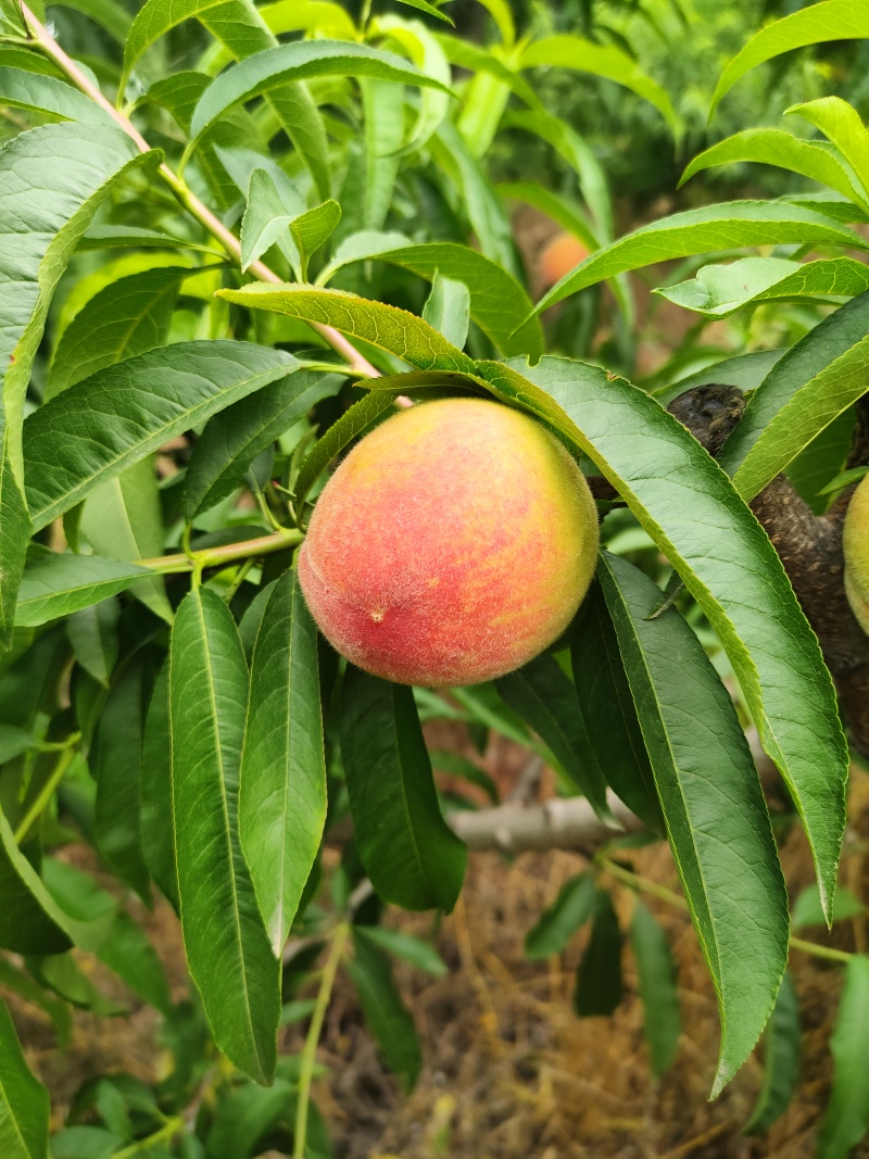 中红水蜜桃