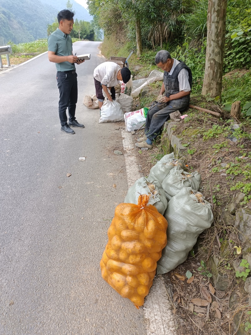 黄心土豆