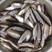 马口鱼大量手工去脏速冻麦穗鱼3-5厘米小白鱼