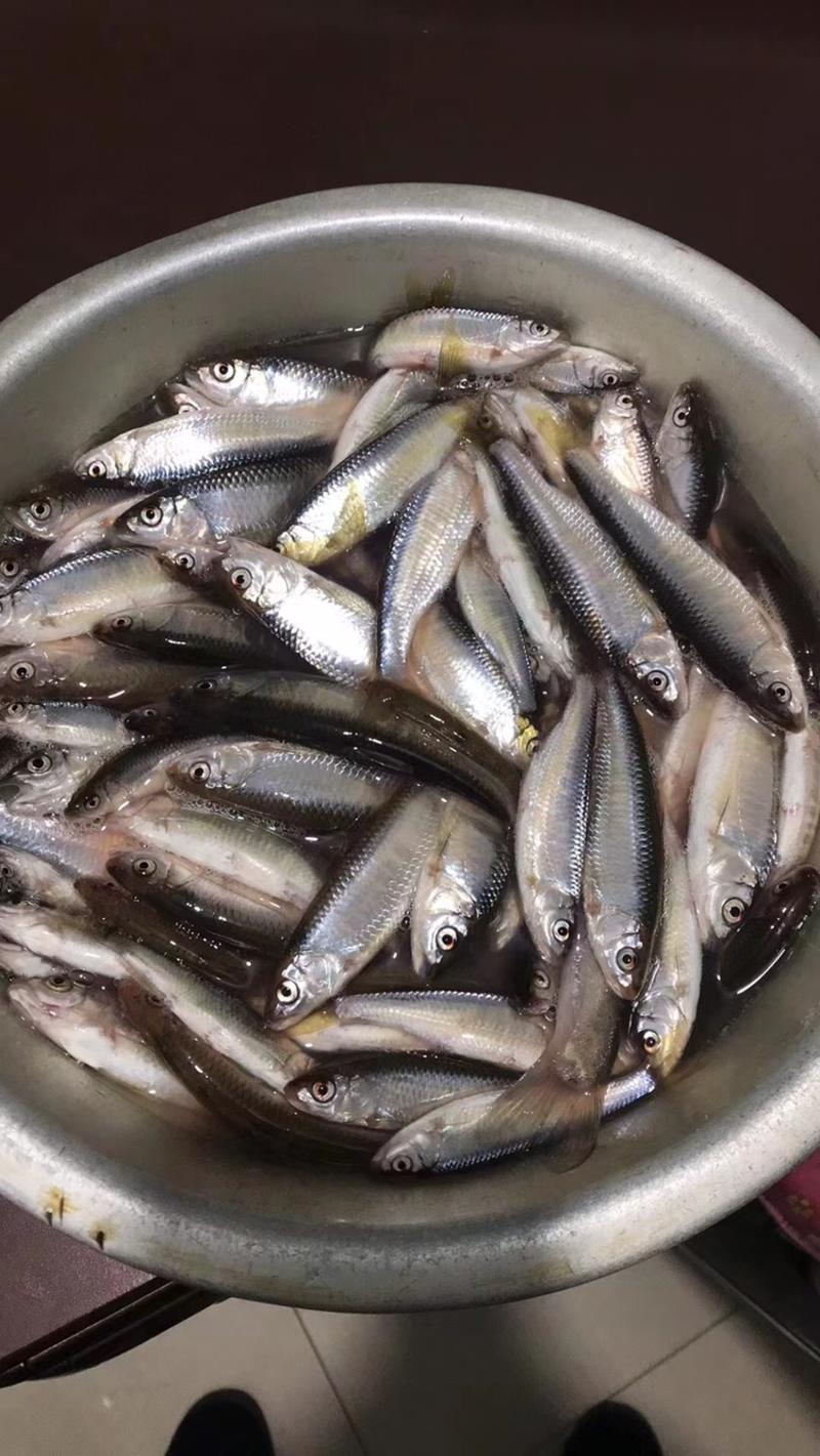 马口鱼大量手工去脏速冻麦穗鱼3-5厘米小白鱼
