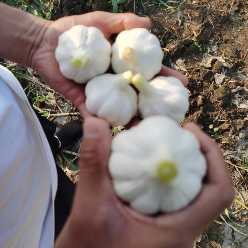 精品紫皮蒜大蒜产地直发精品加工包装边贸出口电