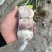 精品紫皮蒜大蒜产地直发精品加工包装边贸出口电
