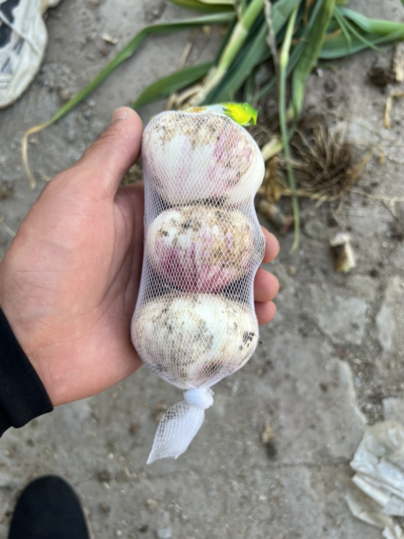 精品紫皮蒜大蒜产地直发精品加工包装边贸出口电