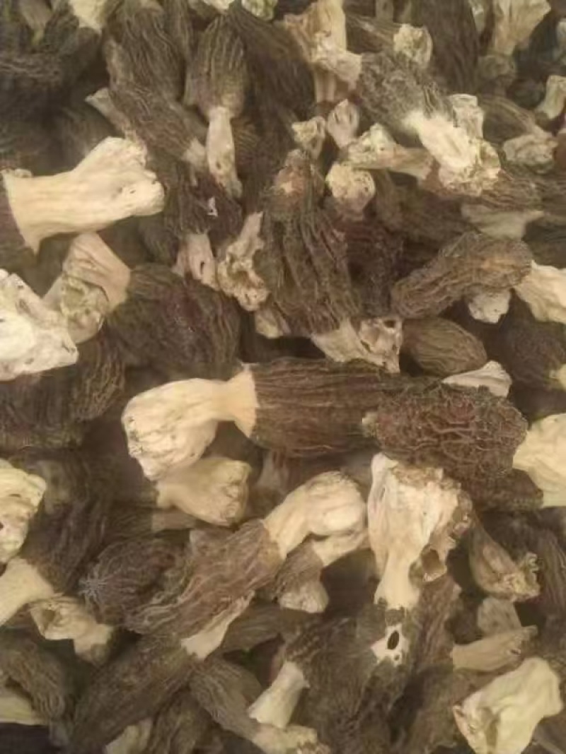 羊肚菌