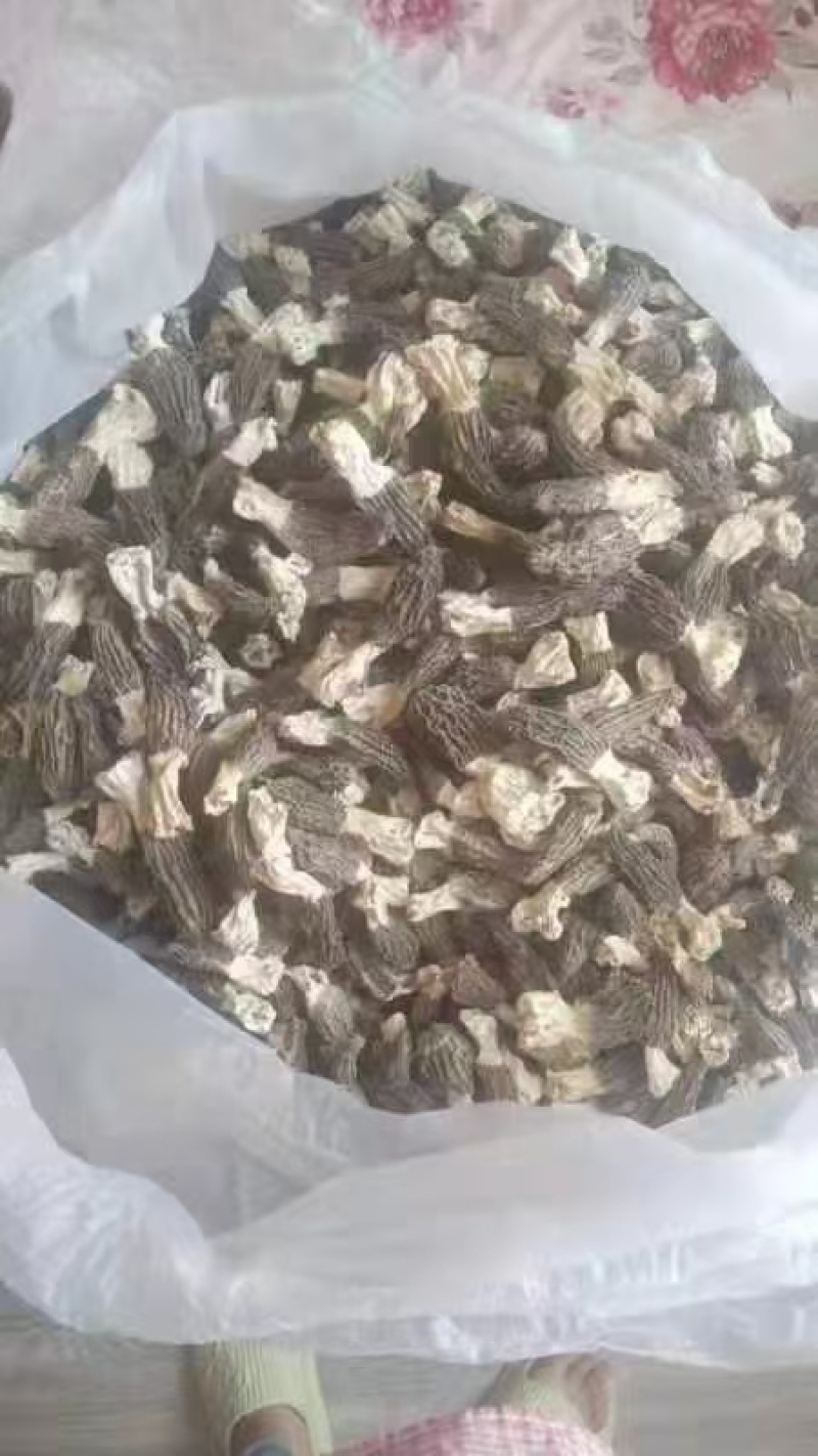 羊肚菌