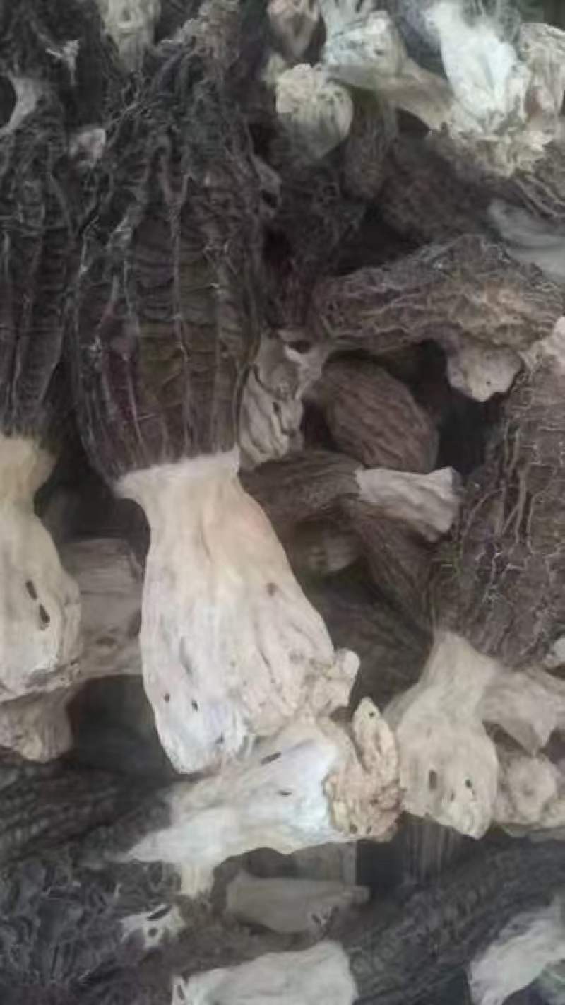 羊肚菌