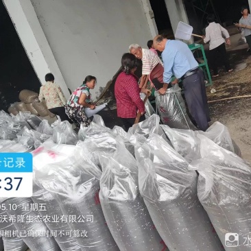 达州渠县今年产菜籽货量30吨左右