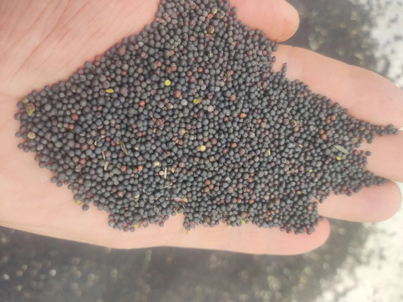达州渠县今年产菜籽货量30吨左右