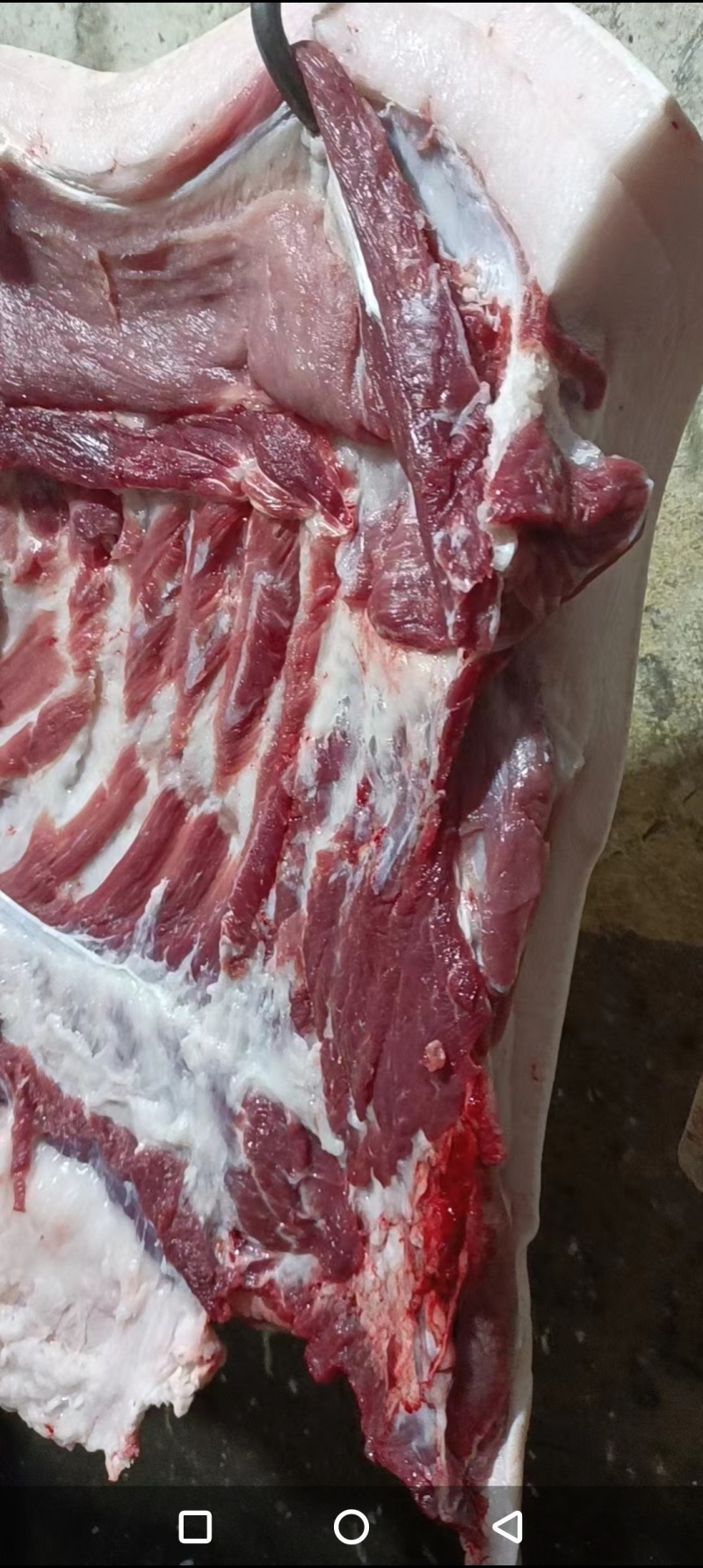 新鲜美味猪前腿肉大量批发