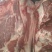 新鲜美味猪前腿肉大量批发