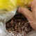 野生八角莲水洗干货新货质量保证