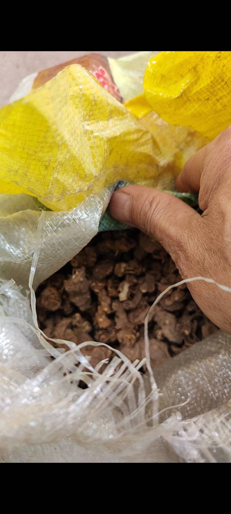野生八角莲水洗干货新货质量保证