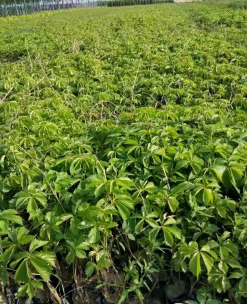 爬山虎绣线菊珍珠梅营养钵杯苗大量供应