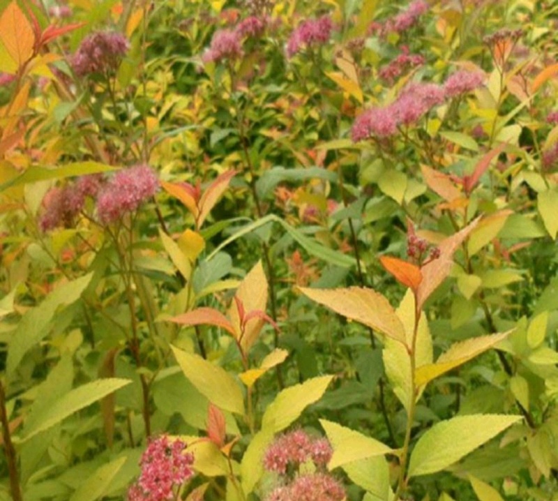 爬山虎绣线菊珍珠梅营养钵杯苗大量供应