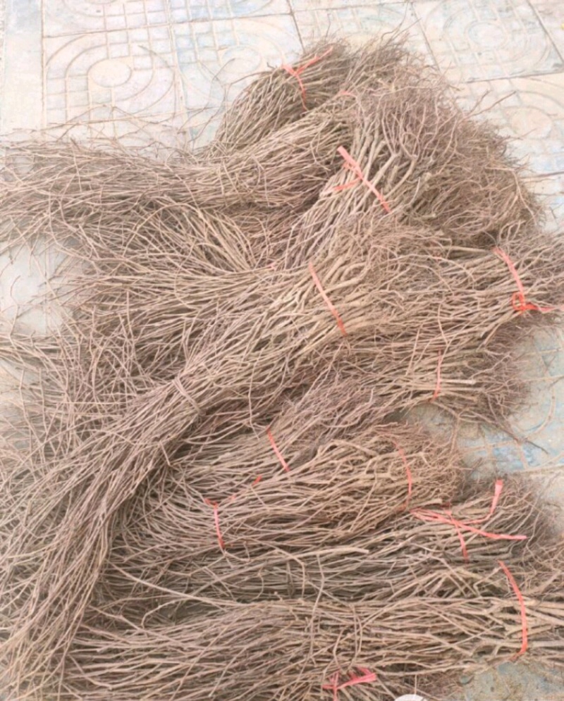 爬山虎绣线菊珍珠梅营养钵杯苗大量供应