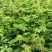 爬山虎绣线菊珍珠梅营养钵杯苗大量供应