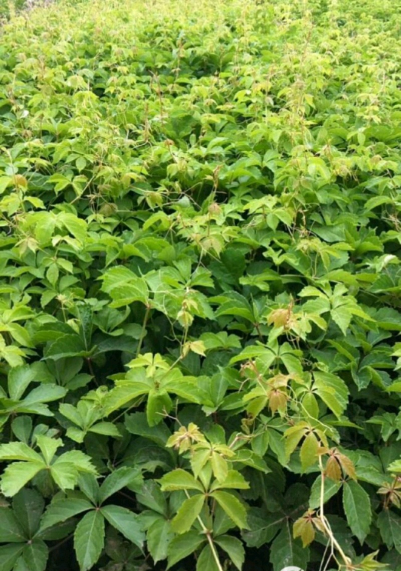 爬山虎绣线菊珍珠梅营养钵杯苗大量供应