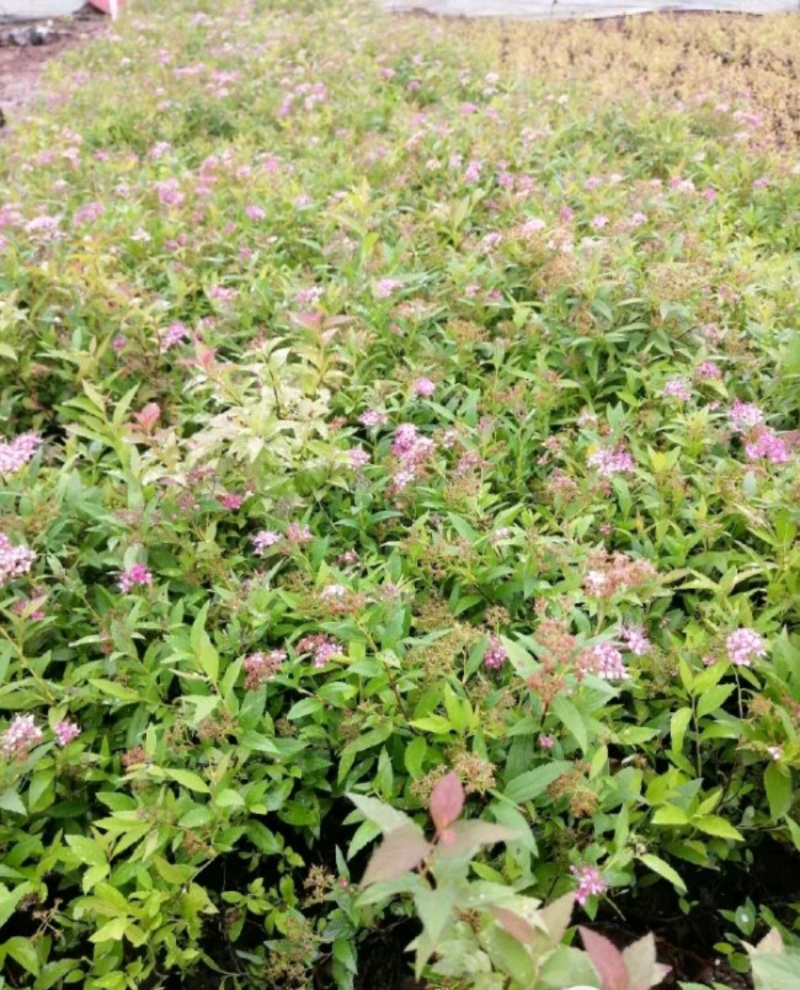 爬山虎绣线菊珍珠梅营养钵杯苗大量供应